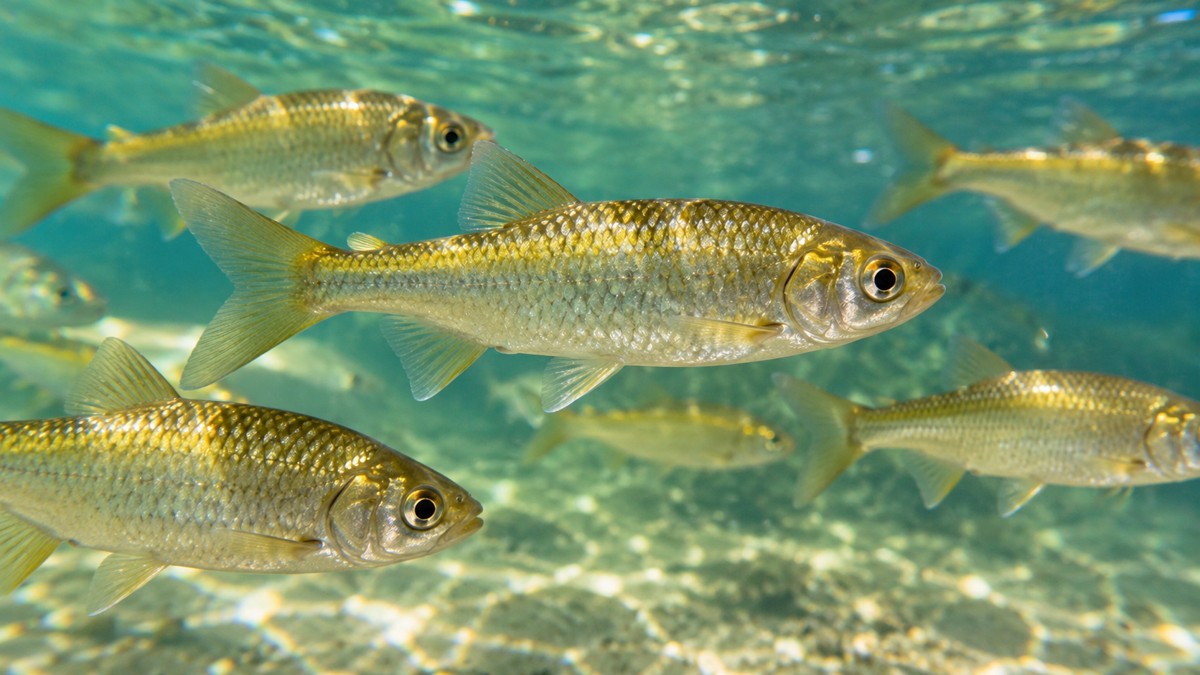 Photorealistic AI-generated illustration of golden shiner baitfish
