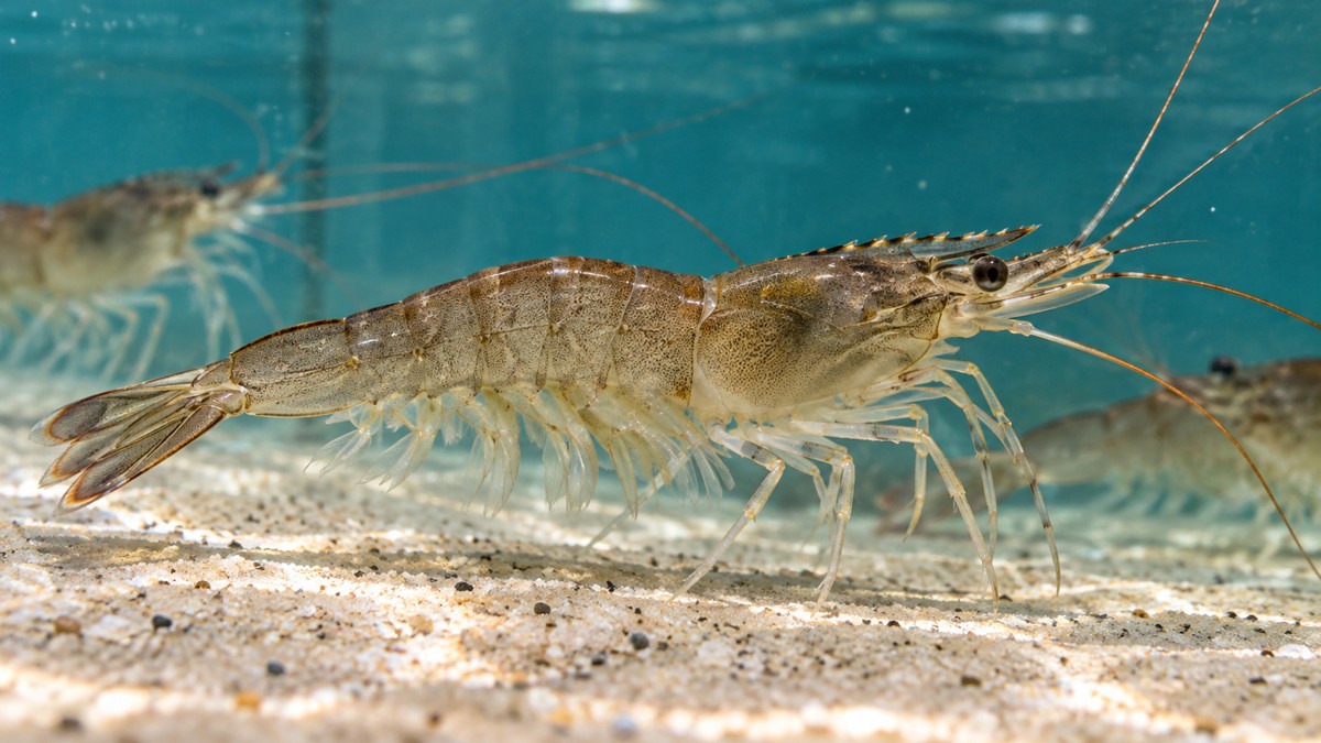 Photorealistic AI-generated illustration of live brown shrimp underwater
